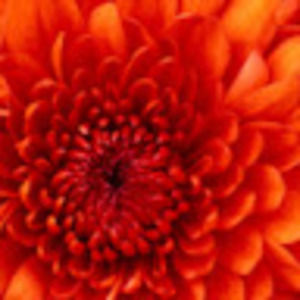 Meet your Posher, Yesse